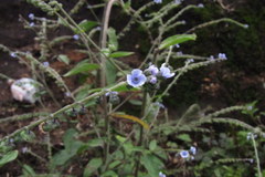 Cynoglossum zeylanicum